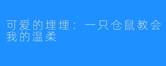 可爱的埋埋：一只仓鼠教会我的温柔